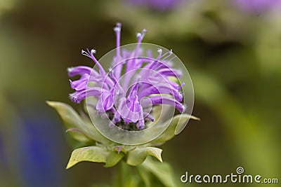 Bergamot plant, Monarda didyma Stock Photo