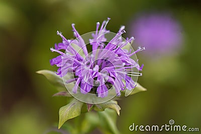 Bergamot plant, Monarda didyma Stock Photo