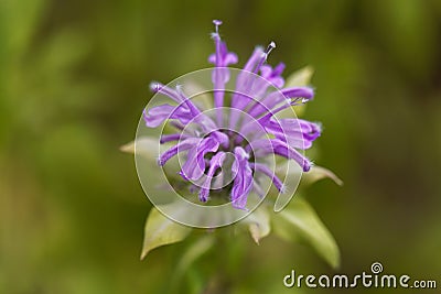 Bergamot plant, Monarda didyma Stock Photo