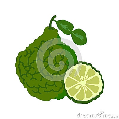 Bergamot with slice flat design, Bergamot isolated on white background. Vector Illustration