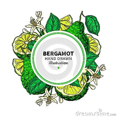 Bergamot vector drawing frame. Isolated template of citrus fruit Vector Illustration