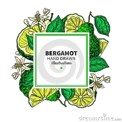 Bergamot vector drawing frame. Isolated template of citrus fruit Vector Illustration