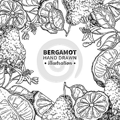 Bergamot vector drawing frame. Isolated vintage template of cit Vector Illustration