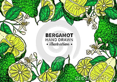 Bergamot vector drawing frame. template of citrus fruit Vector Illustration