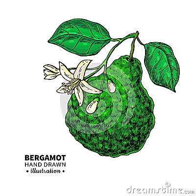 Bergamot vector drawing. Isolated vintage illustration Vector Illustration