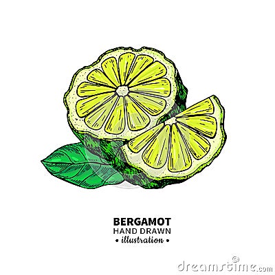 Bergamot vector drawing. Isolated vintage illustration of citru Vector Illustration