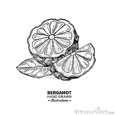 Bergamot vector drawing. Isolated vintage illustration of citru Vector Illustration