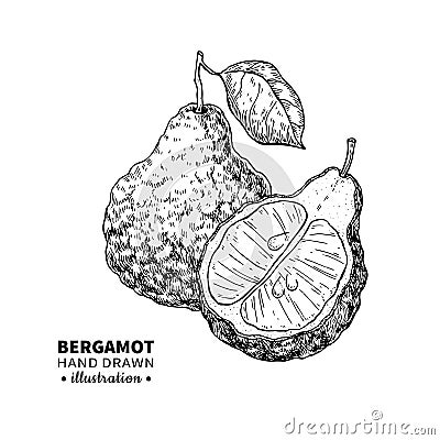 Bergamot vector drawing. Isolated vintage illustration of citru Vector Illustration