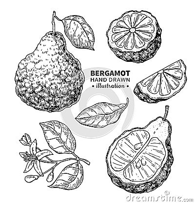 Bergamot vector drawing. Vector Illustration