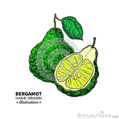 Bergamot vector drawing. Isolated vintage illustration Vector Illustration