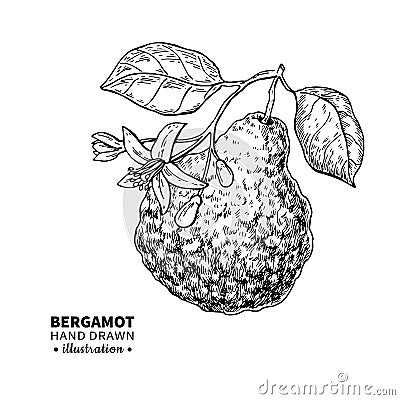 Bergamot vector drawing. Isolated vintage illustration of citrus fruit with slices. Organic food. Essential oil Vector Illustration