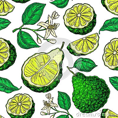 Bergamot vector seamless pattern drawing. Vector Illustration