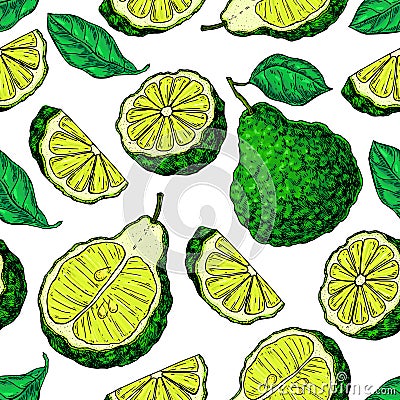 Bergamot vector seamless pattern drawing. Vector Illustration