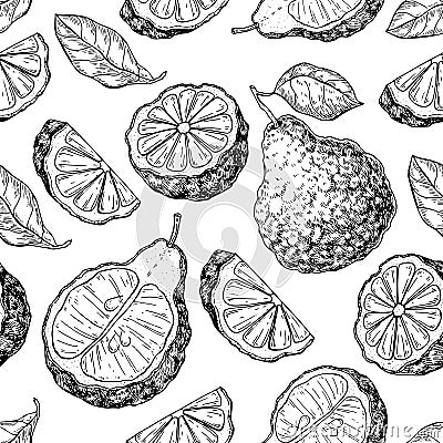 Bergamot vector seamless pattern drawing Vector Illustration