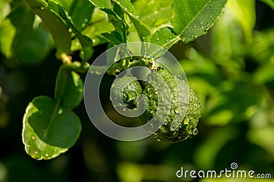 Bergamots fresh, bergamots with the leaves, bergamot Thai fruits are fragrant and sour. Stock Photo