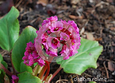 Bergenia cordifolia pink flowers, blooming. Stock Photo