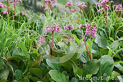 Bergenia cordifolia (Bergenia crassifolia, the badan, Siberian t Stock Photo