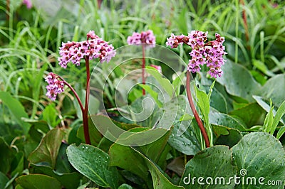 Bergenia cordifolia (Bergenia crassifolia, the badan, Siberian t Stock Photo