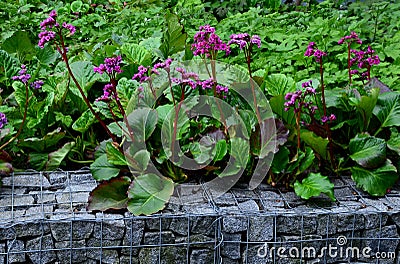 Bergenia rotblum is a deep pink flowering bergenia variety with almost round leaves. They are dark olive green with a burgundy to Stock Photo