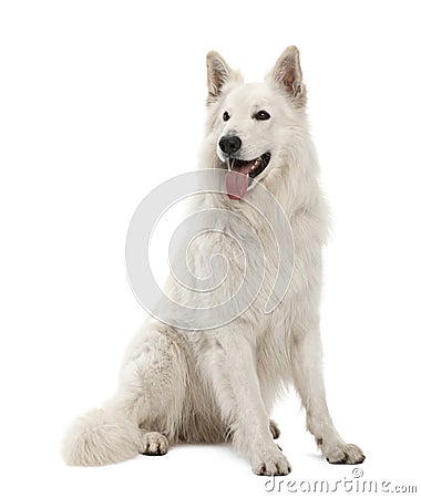 Berger Blanc Suisse, 5 years old, sitting Stock Photo