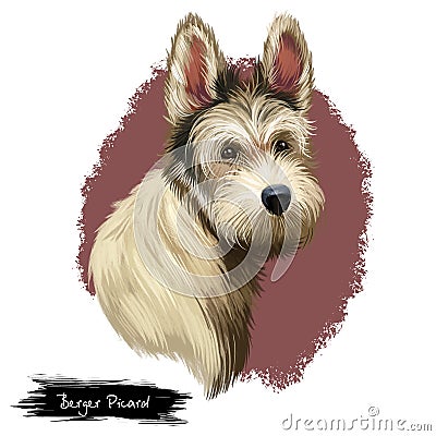 Berger Picard or Picardy Shepherd herding group breed dog digital art illustration isolated on white background. French origin Cartoon Illustration