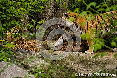 16.05.2019. Berlin, Germany. Zoo Tiagarden. A big adult tiger among greens. Wild cats and animals. Editorial Stock Photo