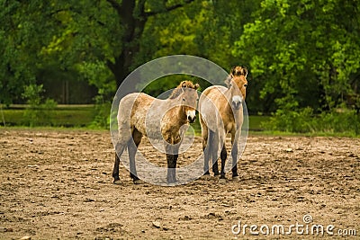 16.05.2019. Berlin, Germany. In the zoo Tiagarden the family of thoroughbred Przewalskis horse walks. Eat a grass. Editorial Stock Photo