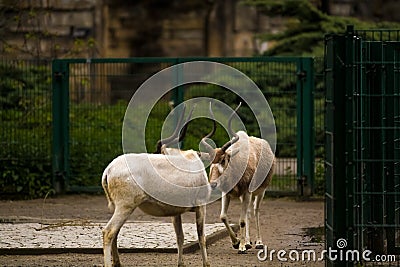 16.05.2019. Berlin, Germany. Zoo Tiagarden. Wild and white goats with twisted horns walk across the territory. Editorial Stock Photo