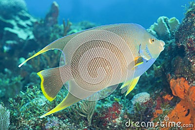 Bermuda blue angelfish (Holacanthus bermudensis) Stock Photo