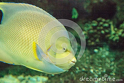 Bermuda blue angelfish Holacanthus bermudensis Stock Photo