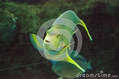 Bermuda blue angelfish Holacanthus bermudensis Stock Photo