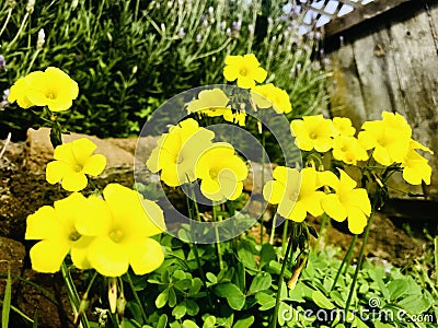 Bermuda buttercup growing around garden. Stock Photo