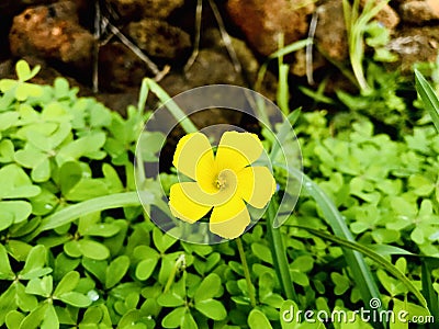 Bermuda buttercup. One small yellow flower. Stock Photo