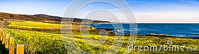 Bermuda Buttercup wildflowers Oxalis pes-caprae blooming on the shoreline of the Pacific Ocean Stock Photo