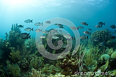 Bermuda chub, Kyphosus sectatrix Stock Photo