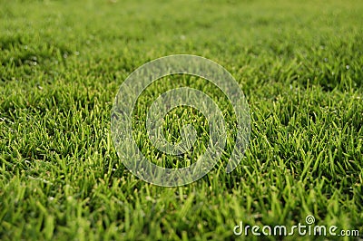 Bermuda grass Stock Photo