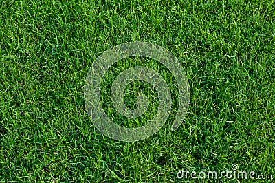 Bermuda grass background. Stock Photo