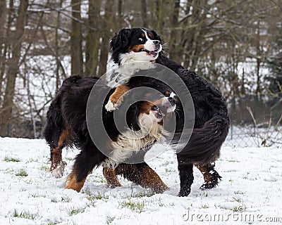 Bernese Dogs Playing Stock Photo