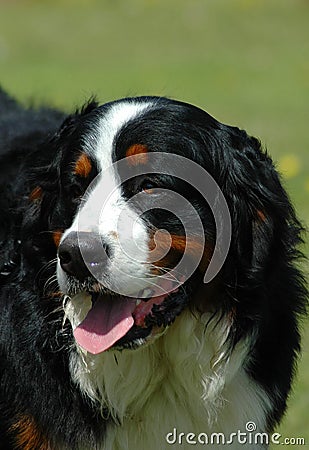 Bernese Mountain Dog Stock Photo