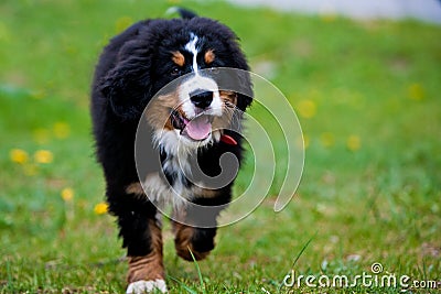 Bernese Mountain Dog Stock Photo