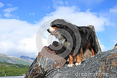 Bernese Mountain Dog Stock Photo