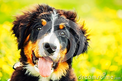 Bernese Mountain Dog (Berner Sennenhund) Puppy Stock Photo