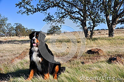 Bernese Mountain Dog in California Chapparal Stock Photo