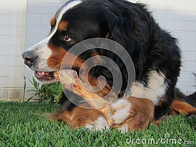 Bernese Mountain Dog Chewing Bone Stock Photo