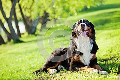 Bernese Mountain dog Stock Photo