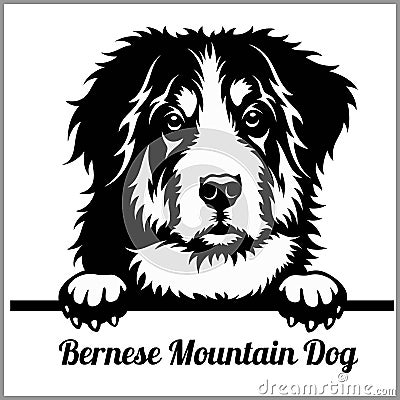 Bernese Mountain Dog - Peeking Dogs - breed face head isolated on white Vector Illustration