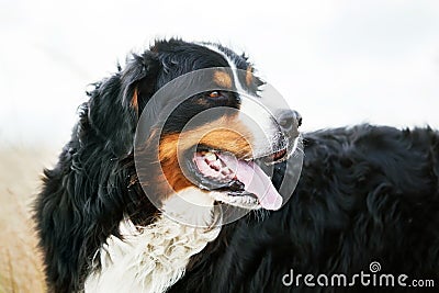 Bernese Mountain Dog portrait. Adult, purebred Stock Photo