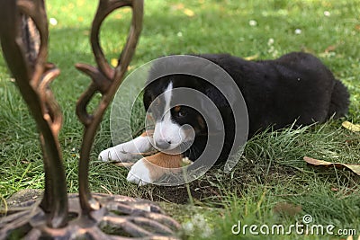 Bernese Mountain Dog Puppy in the grass Stock Photo