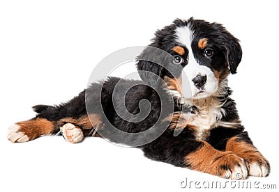 Bernese mountain dog puppy isolated on white background Stock Photo