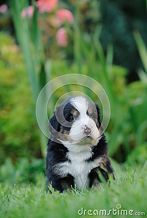 Bernese Mountain Dog puppy portrait Stock Photo